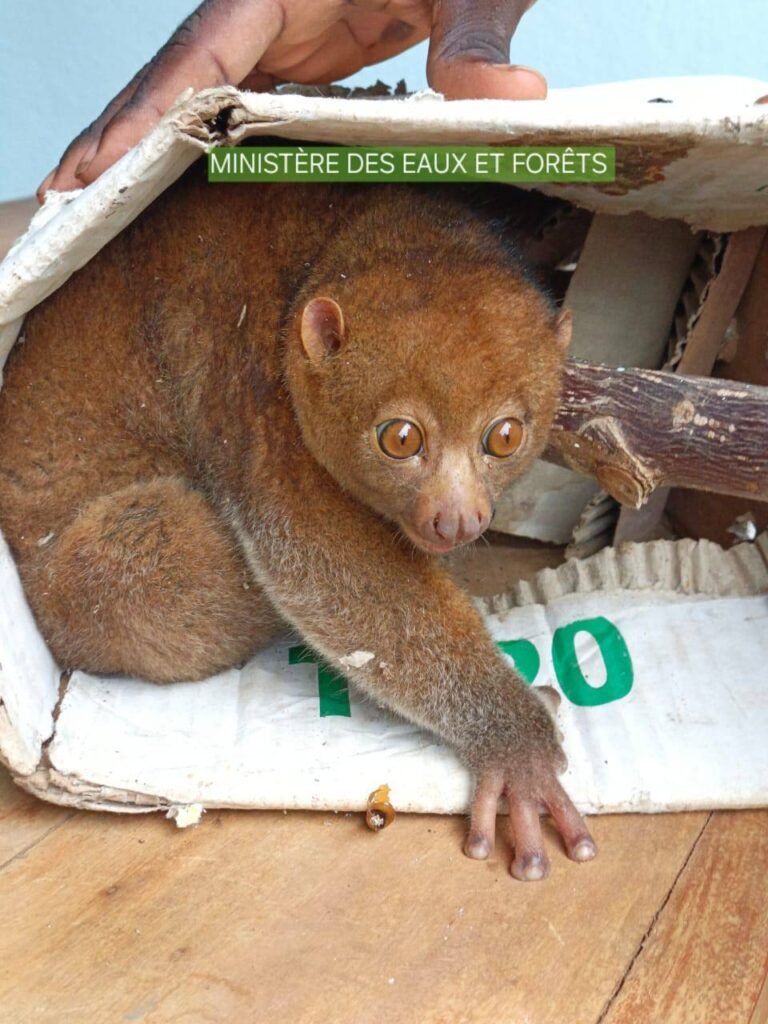 Tabou : un potto remis en liberté pour préserver la biodiversité locale