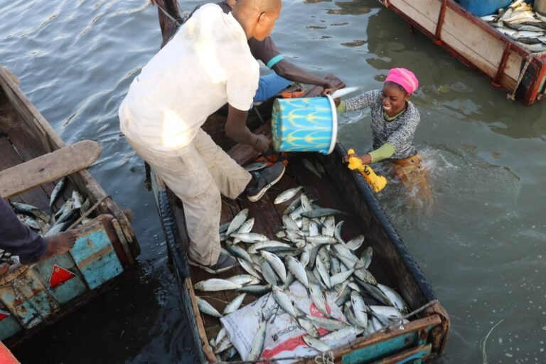 Repos biologique 2026 : la Côte d&rsquo;Ivoire suspend temporairement la pêche à partir du 1er juillet
